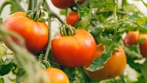Pomidory w lipcu wymagają szczególnej troski i wzmocnienia.