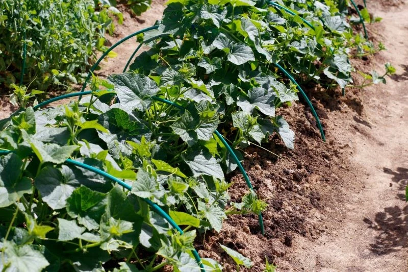 Latem rośnie zapotrzebowanie ogórków na wodę i składniki odżywcze