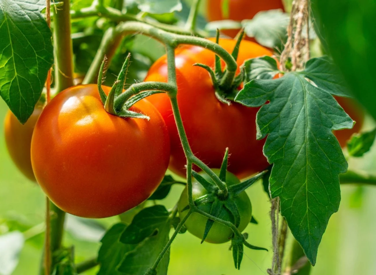 W lipcu pomidory trzeba regularnie nawadniać