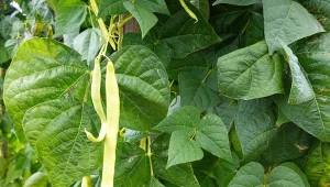 Przyczyn żółknięcia liści fasolki szparagowej jest kilka. Jak im zaradzić.