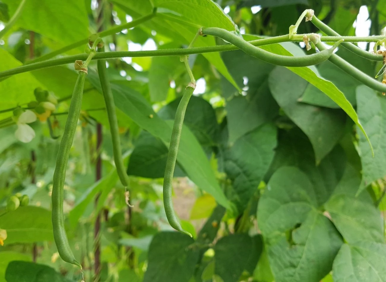 Żółknięcie fasolki szparagowej powodują m