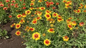 Rosnące w kępach kwiaty gailardii tworzą zwarte dywany, którymi z łatwością wypełnisz puste przestrzenie w ogrodzie.