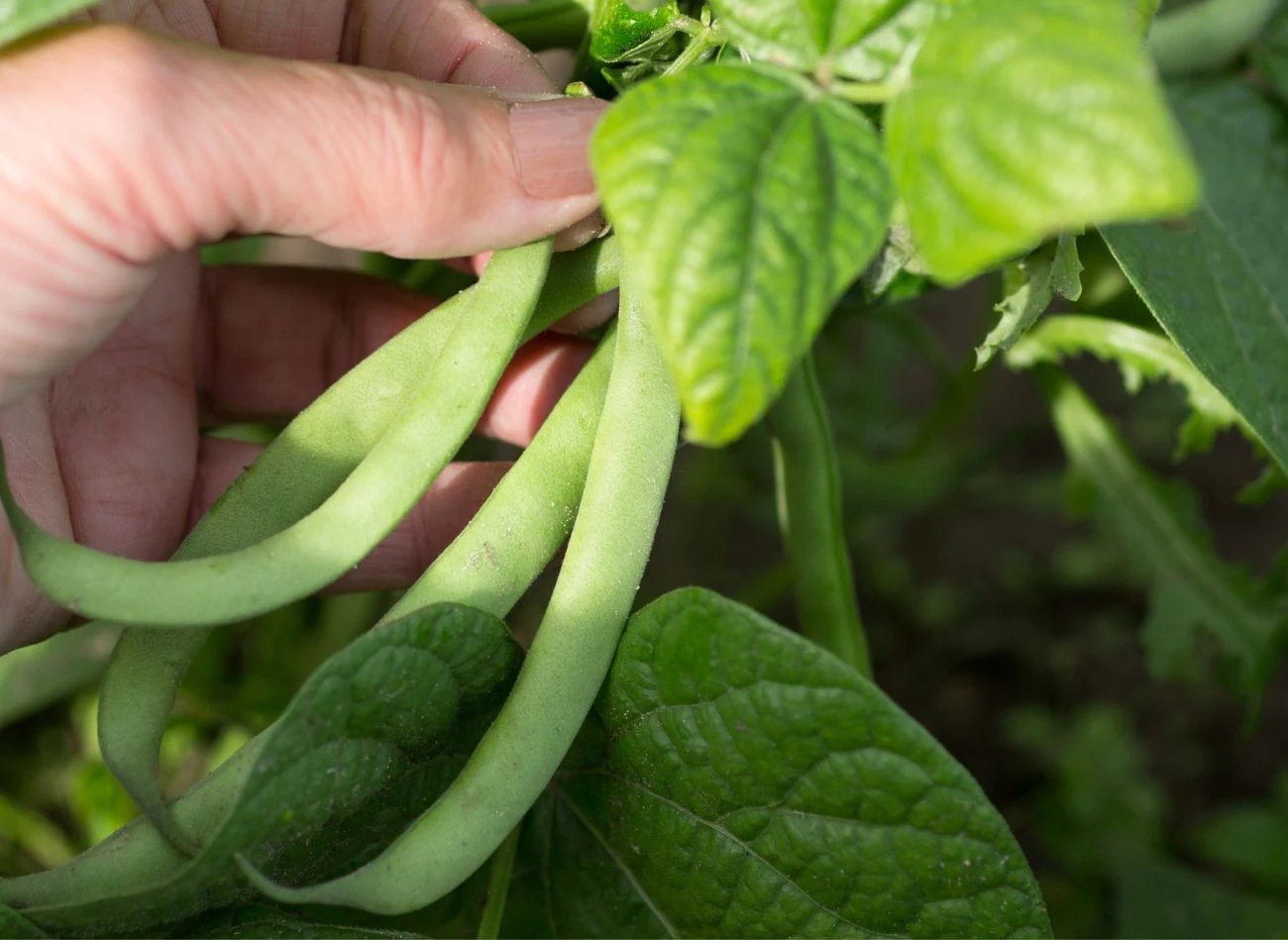 Fasolka szparagowa nie jest trudna w uprawie, ale wymaga kilku ważnych zabiegów