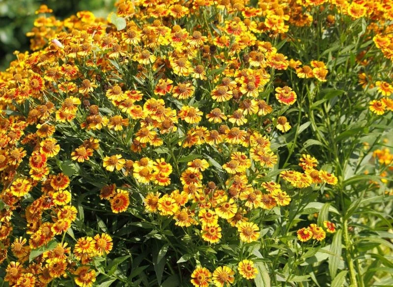 Gaillardia aristata, czyli gailardia oścista dorasta nawet do wysokości 1 metra, wystając ponad niższe piętra rabaty