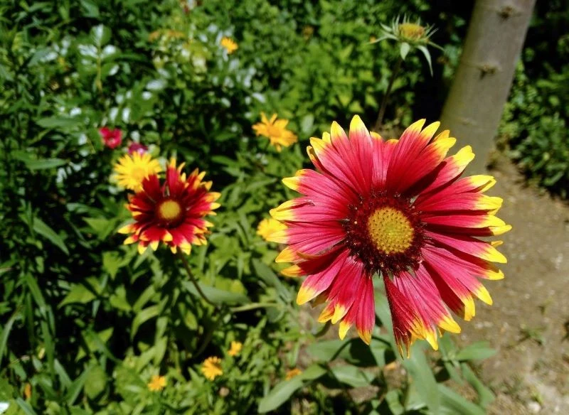 Kwiaty gailardii utrzymują się długo, a sama roślina jest odporna na mrozy