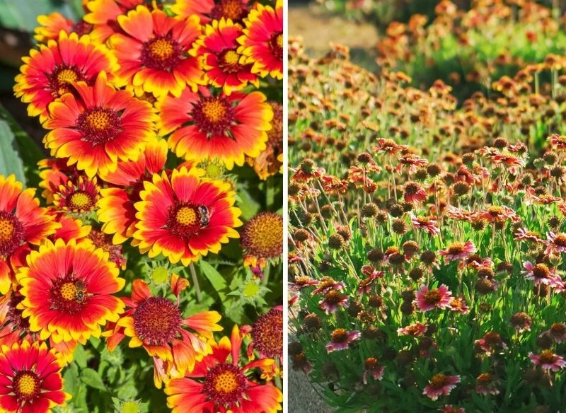 Zrzucające płatki gailardie przypominają pole pomponów, które również wygląda efektownie