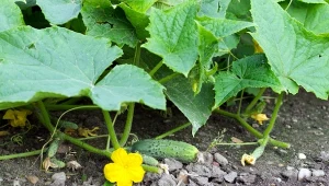 Wyjaśniamy, jak pryskać ogórki siarczanem magnezu.