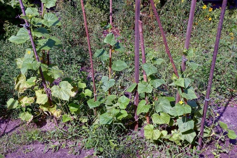 Liście ogórków mogą żółknąć z wielu powodów
