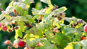 Maliny to ulubione owoce kosów i szpaków. Jak skutecznie odstraszyć te ptaki?