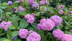Marzysz o tym, aby hortensja zjawiskowo kwitła aż do przymrozków? W lipcu koniecznie przygotuj domową odżywkę./Deccoria.pl