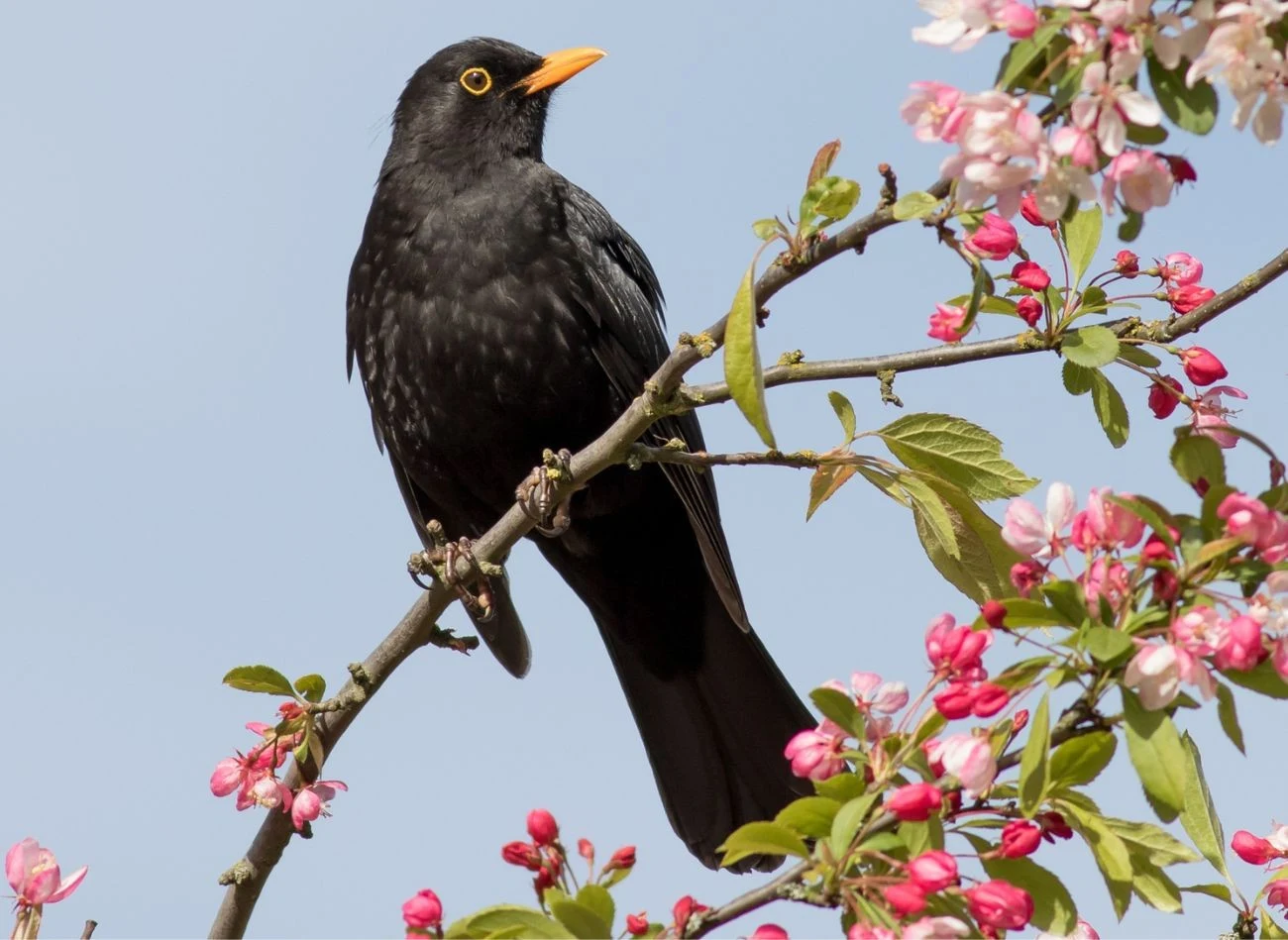Kos, by zdobyć ulubione owoce, potrafi dostać się do najgłębszych zakamarków krzewu