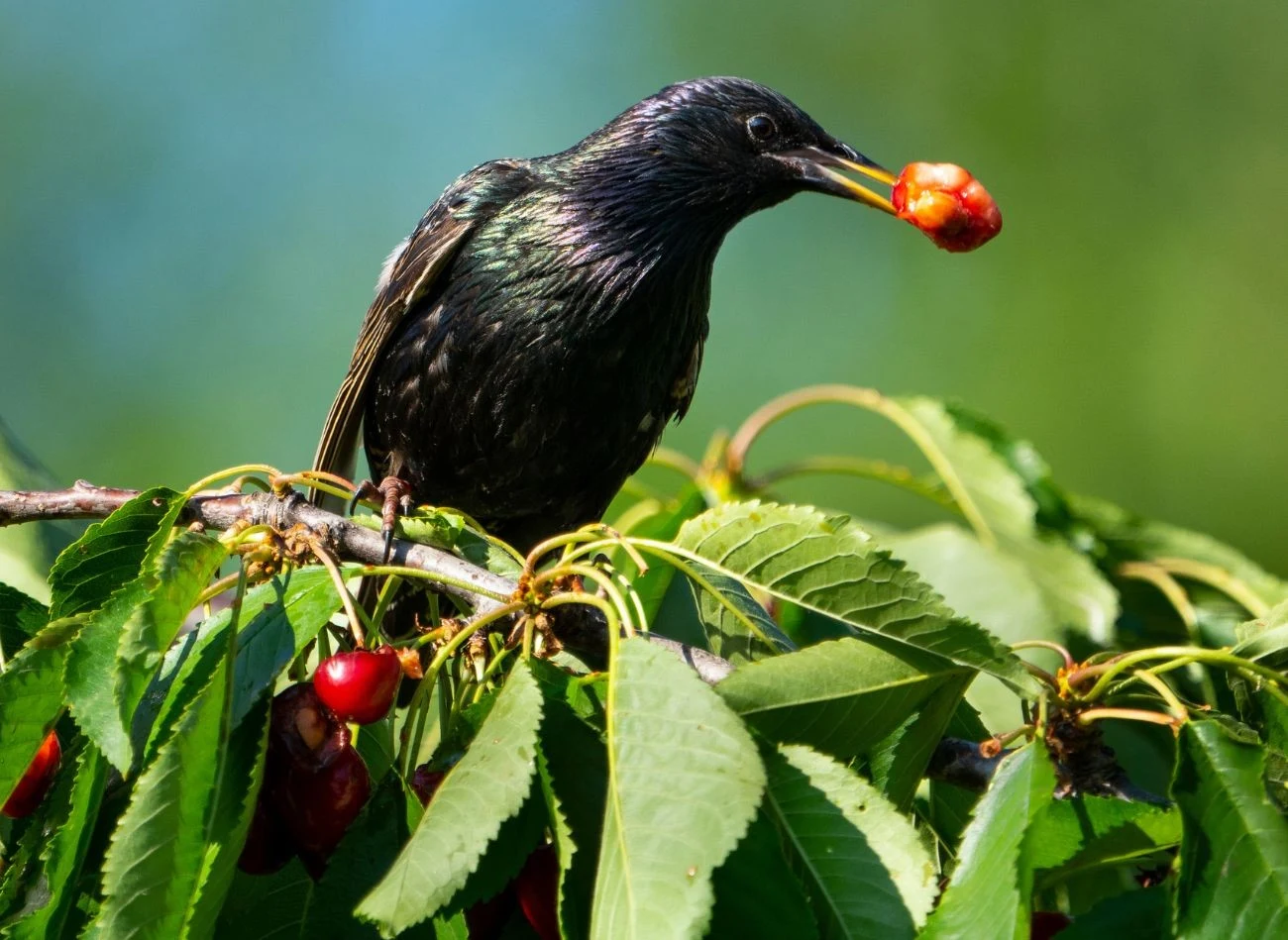 Szpaki uwielbiają wyjadać wiśnie, czereśnie i borówki
