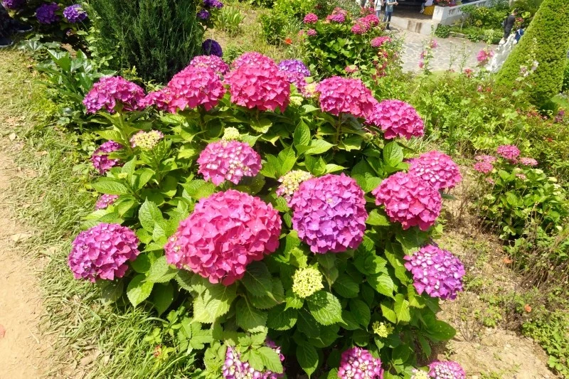 Pielęgnacja hortensji w lipcu nie ogranicza się tylko do podlewania