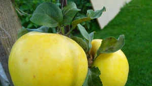 Pojawiły się kolejne nowe, odporne odmiany jabłoni. Parch i mączniak im niestraszne, owocują obficie i doskonale smakują. Poznaj 'Rugold' i 'Goldin'.