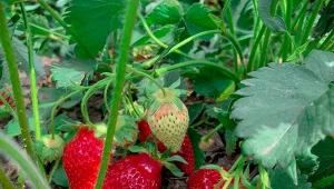 Nawożenie truskawek po ostatnim owocowaniu pomoże zadbać o przyszłoroczne plony.