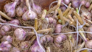 Kiedy zbierać czosnek jesienny, a kiedy wiosenny? Jest wiele czynników, które o tym decydują.