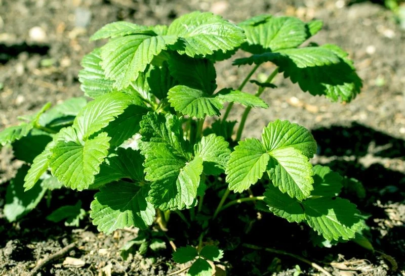 Po zakończeniu zbiorów o krzaczki truskawek trzeba odpowiednio zadbać
