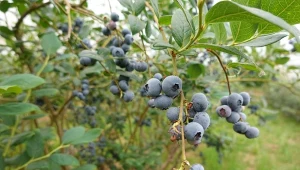 Podlewanie to kluczowy zabieg w  uprawie borówki. Czego nie lubi ta roślina?