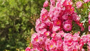 Jak uprawiać róże okrywowe w ogrodzie? Mają ściśle określone wymagania, ale w efekcie tworzą gęste kwiatowe kotary.