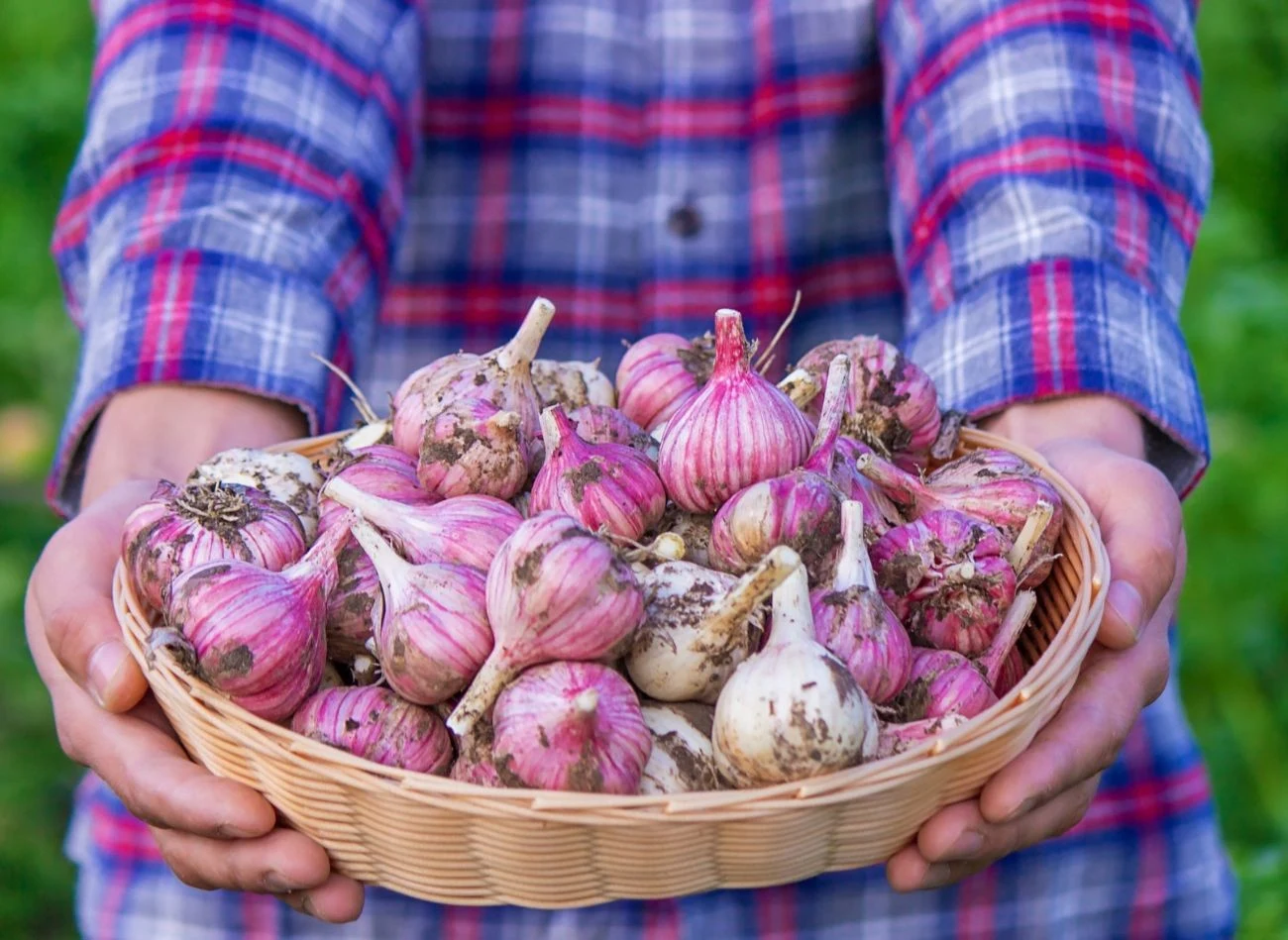 Jest kilka sposobów na przechowywanie czosnku, które pozwalają utrzymać go w dobrym stanie