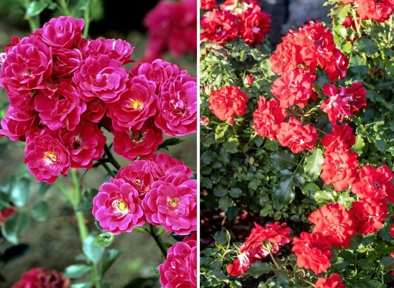 Liczba kwiatów na krzaku róży okrywowej jest czymś naprawdę wyjątkowym, na jednym pędzie doliczyć się możesz kilkudziesięciu pąków