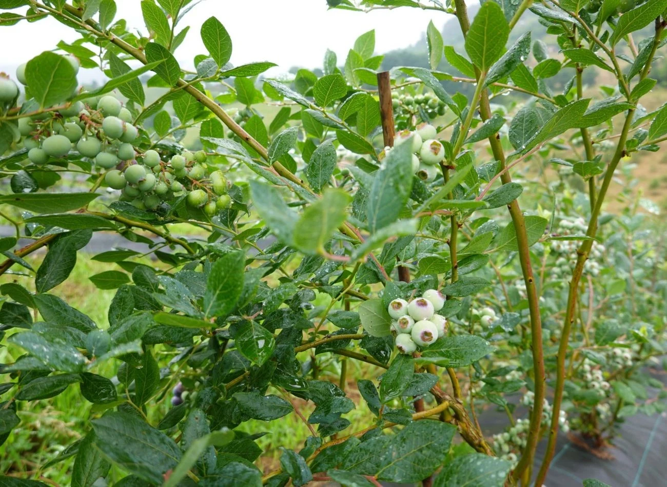 Borówka nie wypuści nowych pędów, jeśli wczesna wiosna została źle przycięta