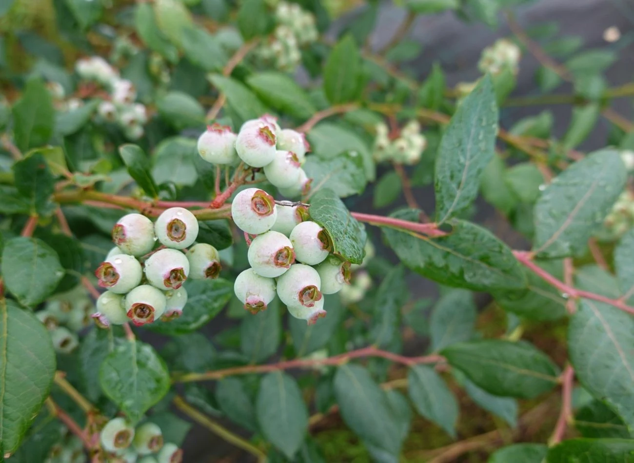 Borówka słabo rośnie, gdy w pobliżu ma jabłonie i orzechy