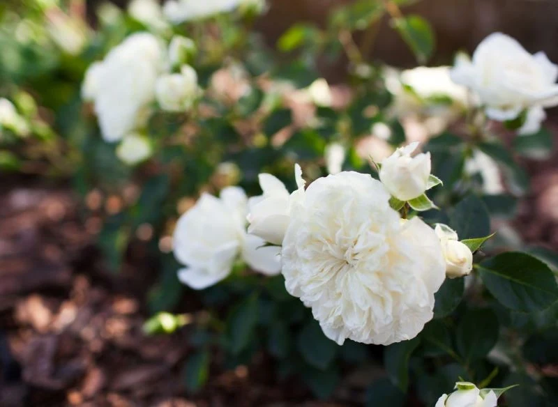 Białe róże okrywowe stworzą ezoteryczną formę, której lekkość, finezja i mistycyzm będzie zwieńczeniem bajkowego ogrodu