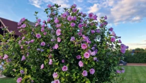 Ketmia syryjska, czyli hibiskus ogrodowy, zachwyca obfitym kwitnieniem.