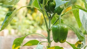 Sprawdź, jak pielęgnować paprykę latem.