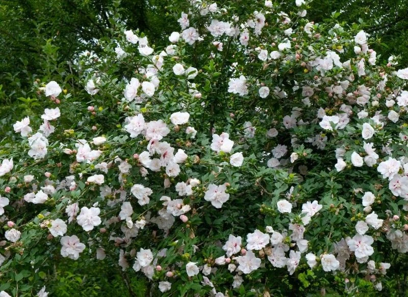 Ketmia syryjska występuje w wielu atrakcyjnych odmianach