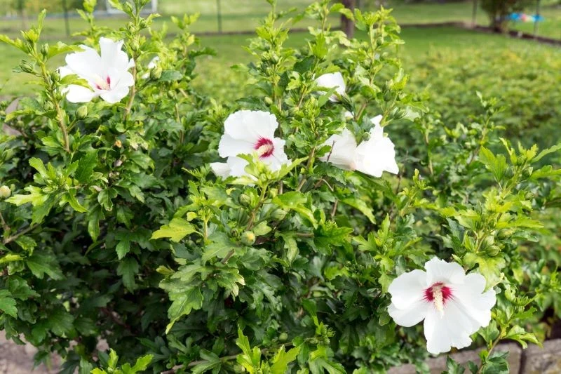 Hibiskus ogrodowy 'Red Heart' ma białe kwiaty z czerwonymi środkami