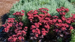 Rozchodnik karpacki wyróżnia się okazałym kwitnieniem i dekoracyjnymi liśćmi. Sprawdź, jak go uprawiać.