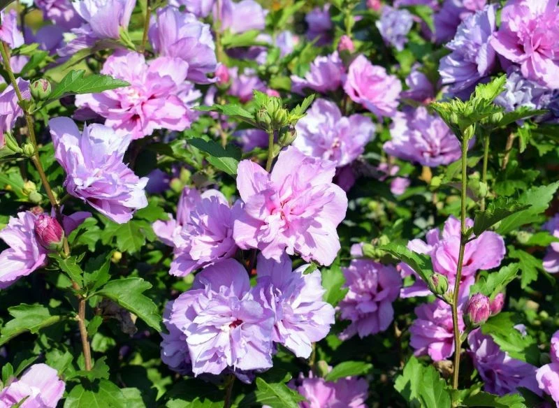 Każda odmiana hibiskusa ogrodowego będzie najlepiej rosła w zacisznym, ciepłym miejscu