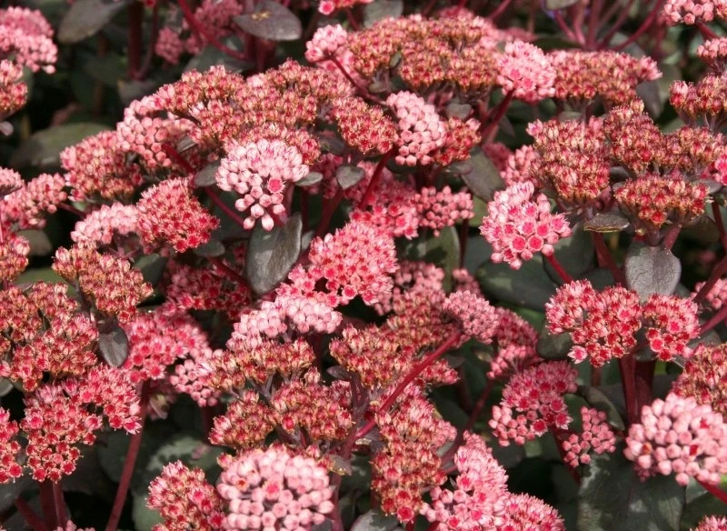 Istnieje wiele odmian rozchodnika karpackiego, które różnią się m