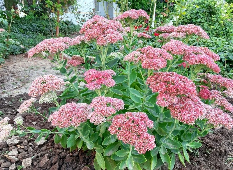 Rozchodnik karpacki jest odporny na suszę i dobrze znosi mrozy