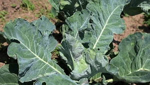 Czym zwalczyć mączlika na kapuście? Wypróbuj domowe opryski, a szkodnik nie będzie miał żadnych szans.