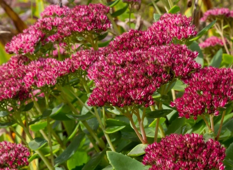Rozchodnik karpacki najlepiej rośnie i kwietnie na stanowiskach ciepłych oraz słonecznych