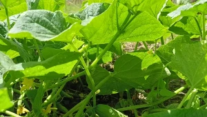 Błędy w podlewaniu ogórków mogą prowadzić do obniżenia jakości plonu. Woda jest najważniejsza, ale nie jedyna. Sprawdź, czym podlewać ogórki w sezonie./deccoria.pl