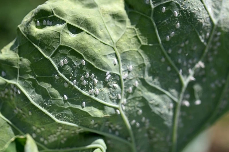 Mączlik żeruje nie tylko na kapuście, ale również na innych warzywach czy roślinach ozdobnych