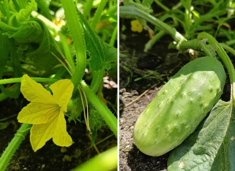 Dostarczanie ogórkom optymalnej ilości wody w upalne dni pozwala utrzymać kwitnienie i równowagę późniejszego wzrostu - są foremne, pełniejsze w sm...