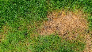 Jak prawidłowo nawozić trawnik po przenawożeniu, aby go ratować? Oto kilka prostych wskazówek, które pozwolą murawie na nowo się zazielenić.