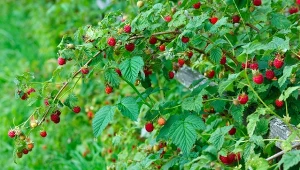 Jak dbać o maliny latem?