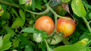 Co może spalić pomidory? Nie tylko słońce jest tego przyczyną.