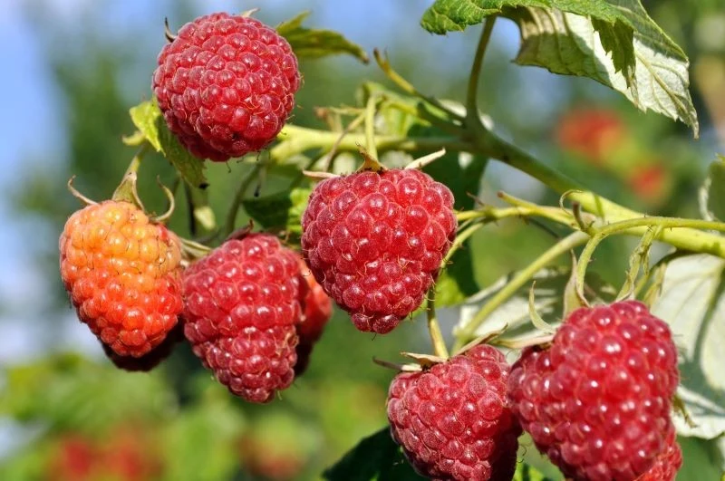 Jak stosować nawóz z drożdży i cukru do malin