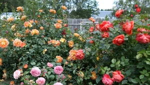 Jak zrobić domowy nawóz na kwitnienie róż? Poznaj cztery sposoby.