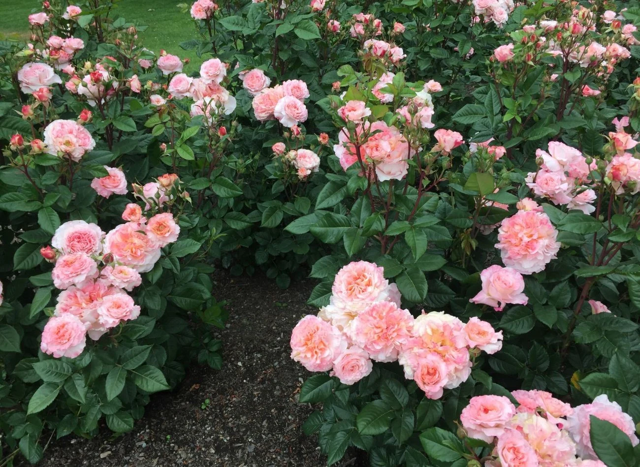 Róże wspomagane naturalnymi nawozami rozrastają się i obficie kwitną