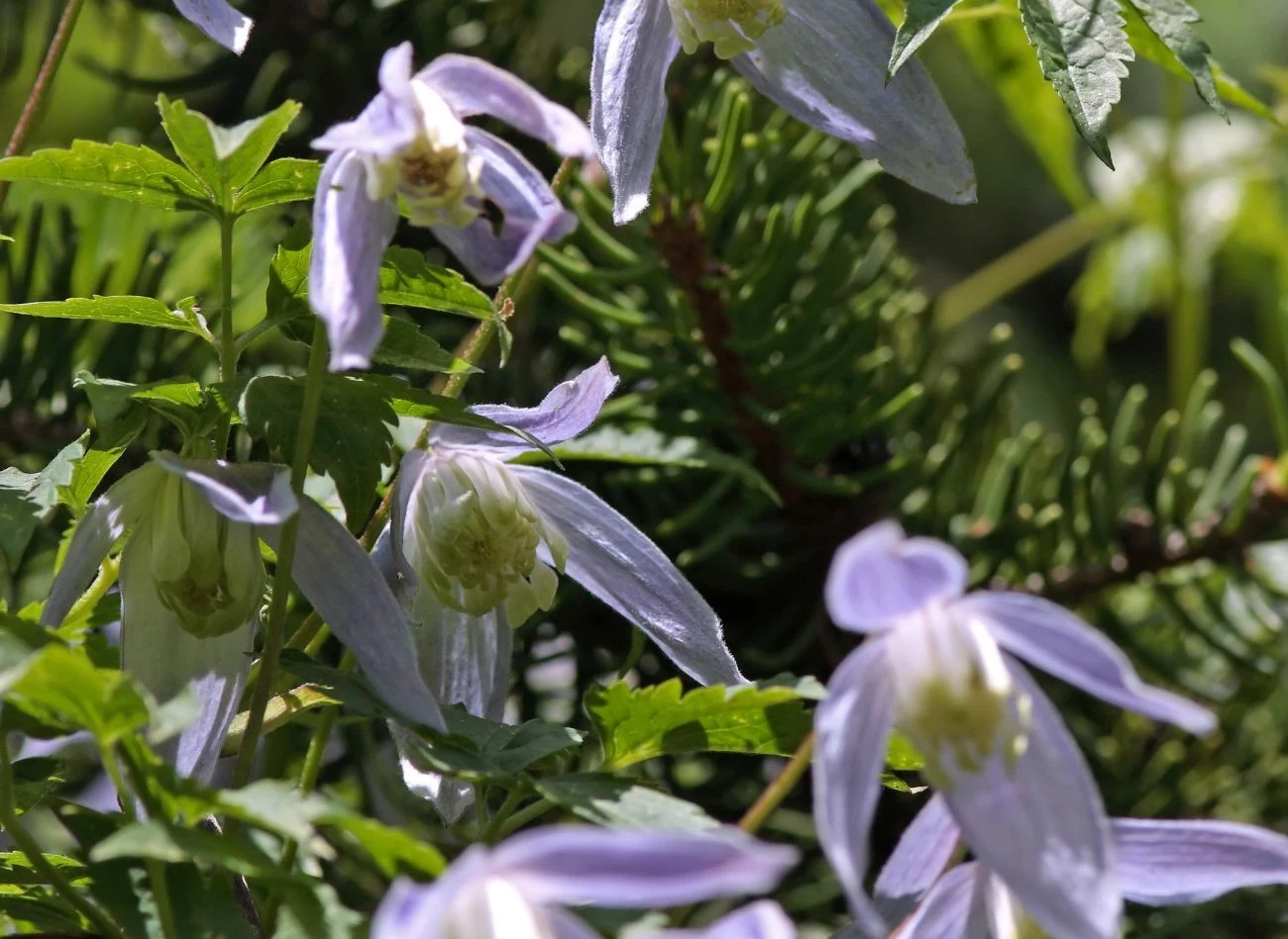 Powojnik alpejski trzeba przycinać po zakończeniu kwitnienia
