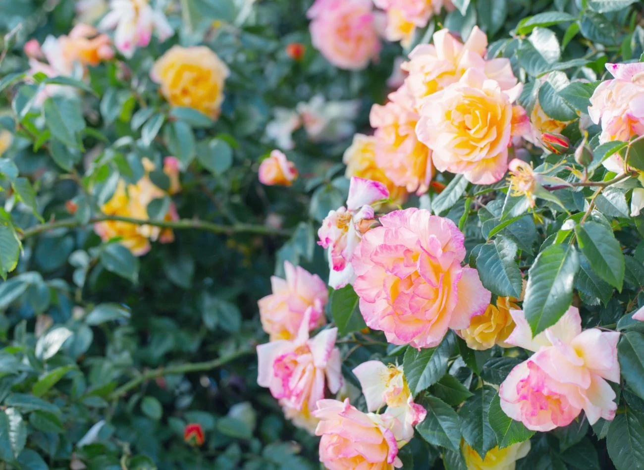 Usuwanie przekwitłych kwiatostanów róż to ważny zabieg pielęgnacyjny w lipcu