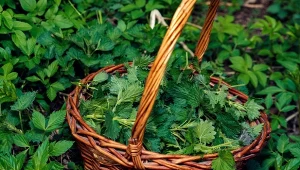 Szukasz naturalnego sposobu na dokarmianie roślin w ogrodzie? Sięgnij po pokrzywę.